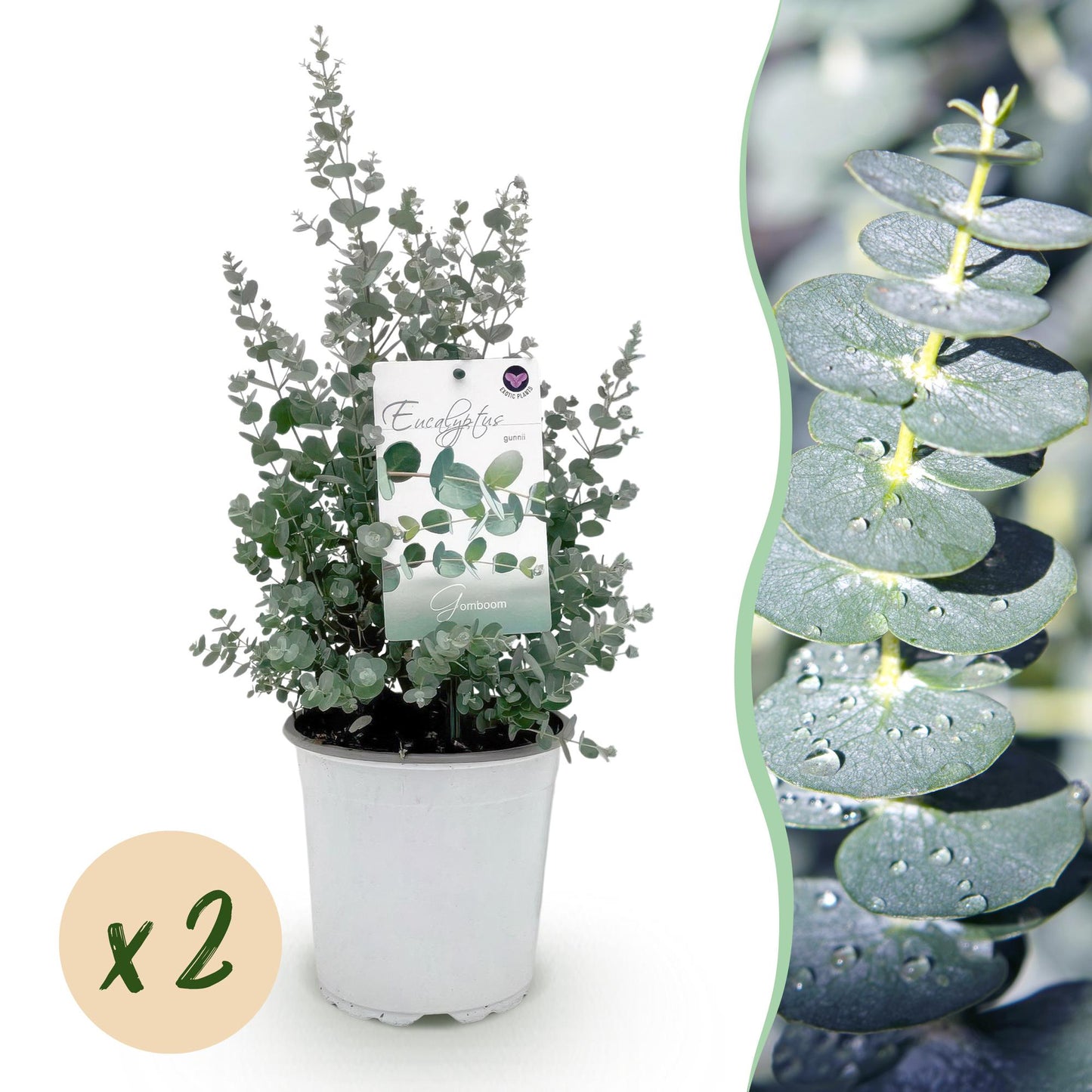 Eucalyptus gunni - Eucalyptus - Grijs - 2 Planten - Winterhard - Pot 17cm Hoogte 40cm