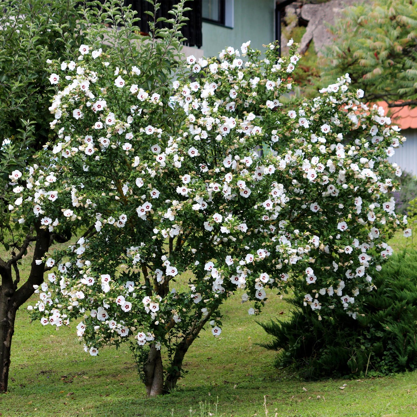 Hibiscus syriacus 'Red Heart'  - Altheastruik - hoogte 45cm