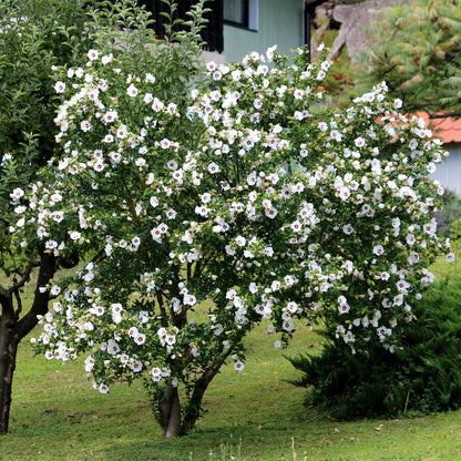 Hibiscus syriacus 'Red Heart'  - Altheastruik - hoogte 45cm