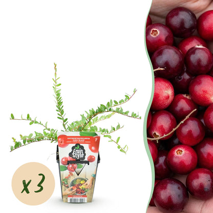 Vaccinium macrophylla 'Early Black' - Cranberriebes - 3 planten - Pot 9cm