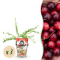 Vaccinium macrophylla 'Early Black' - Cranberriebes - 3 planten - Pot 9cm