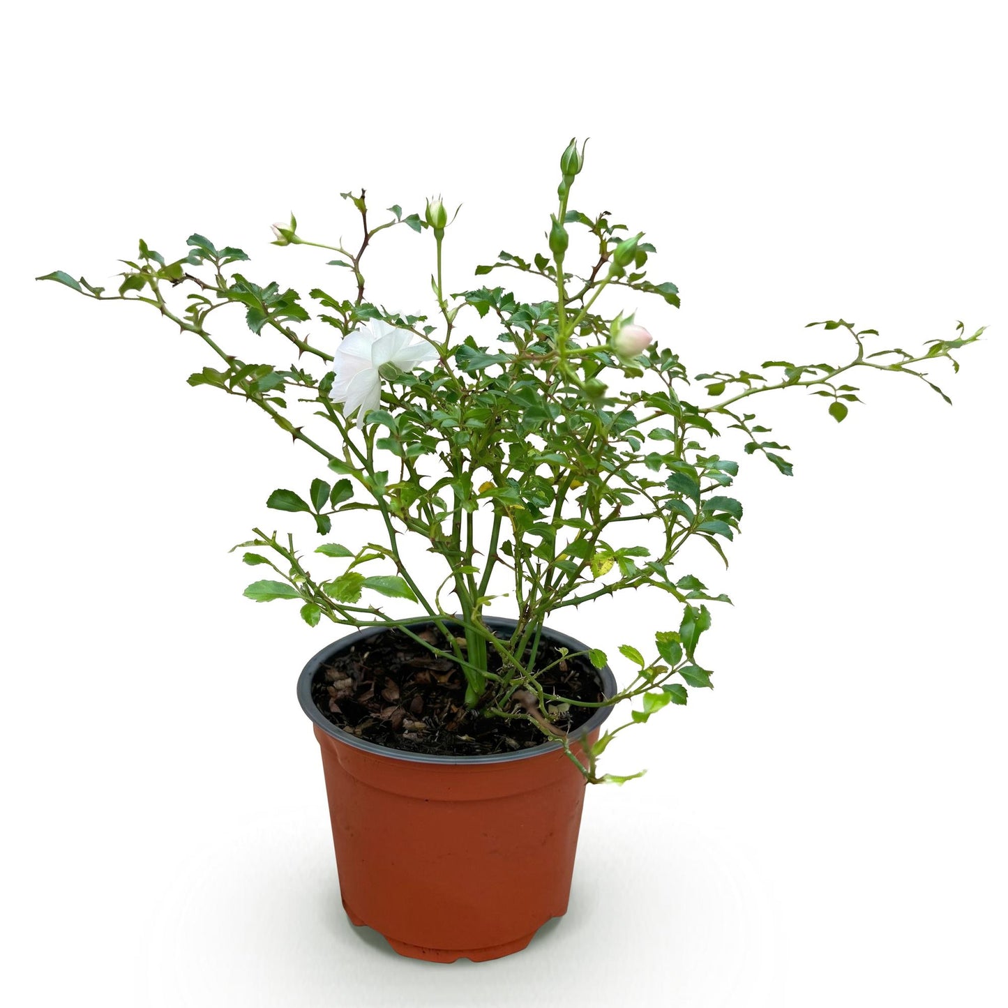 Rosa 'White Fairy' - Roos - hoogte 20-25cm