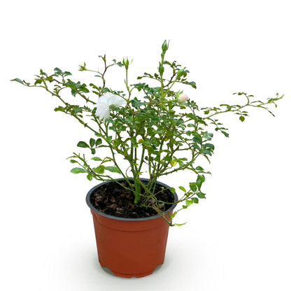 Rosa 'White Fairy' - Roos - hoogte 20-25cm
