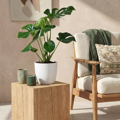 Monstera Deliciosa - Gatenplant - incl. pot wit - pot 21cm - hoogte 70-80cm