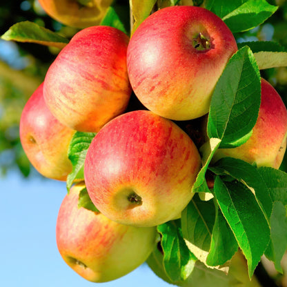 Malus domestica 'Jonagold' - Appelboom - hoogte 90cm