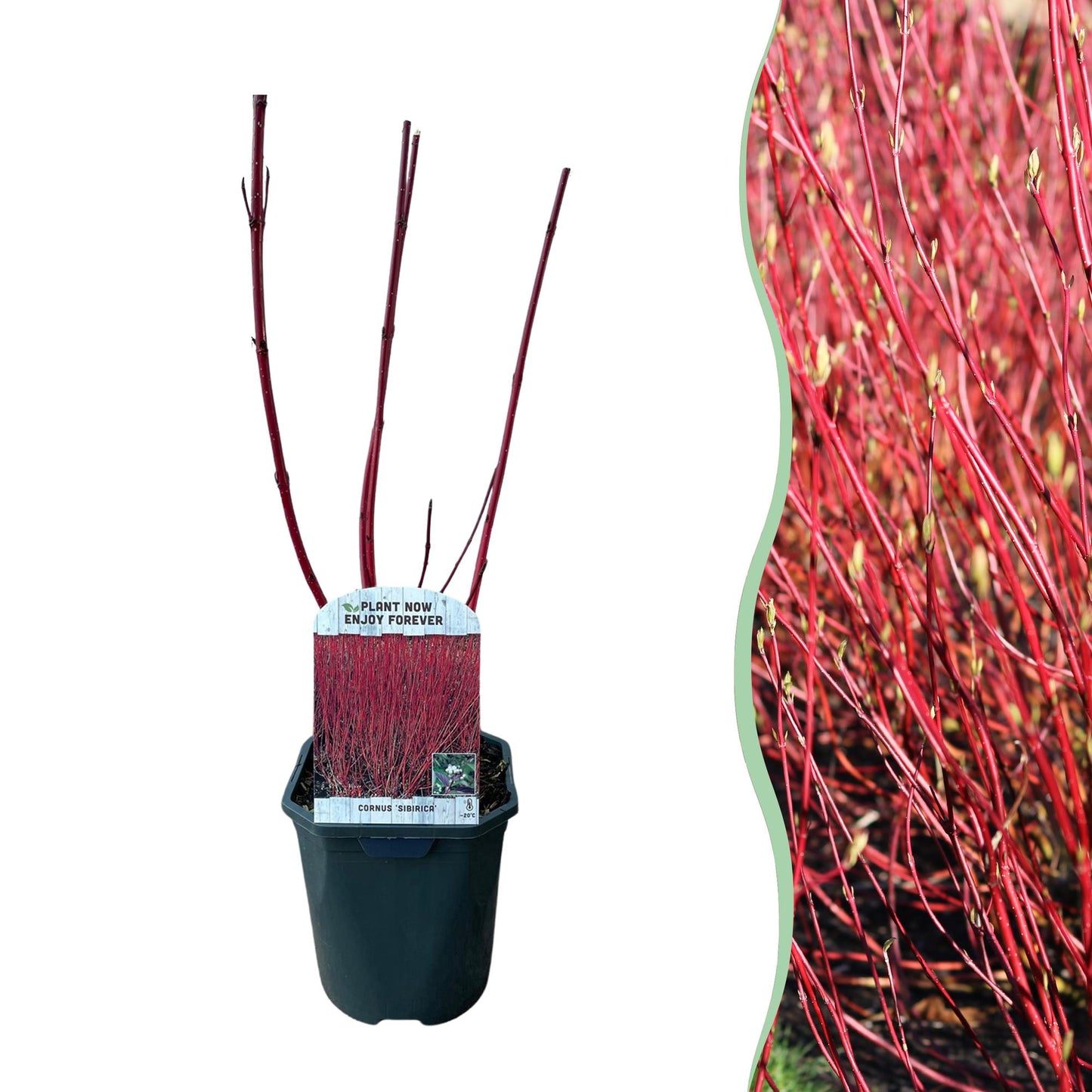 Cornus sibirica - Rode Kornoelje - hoogte 45cm