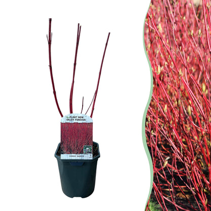 Cornus sibirica - Rode Kornoelje - hoogte 45cm