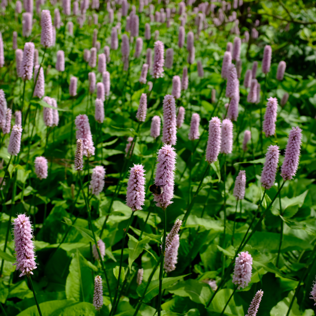 Persicaria affinis ‘Superba’ - Duizendknoop