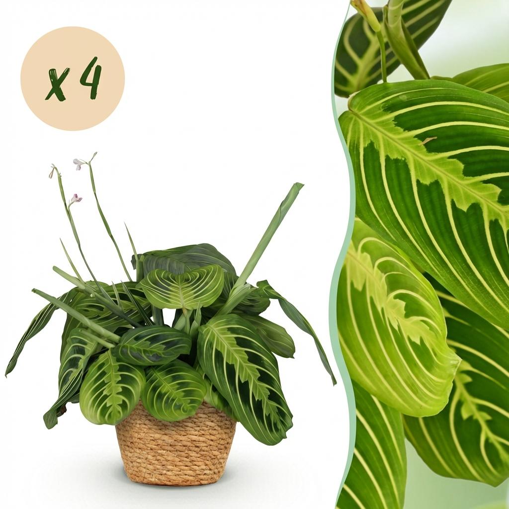 Maranta 'Fascinator Lemon Lime' - Gebedsplant - 4 Planten - met mand - pot 12cm - hoogte 25cm