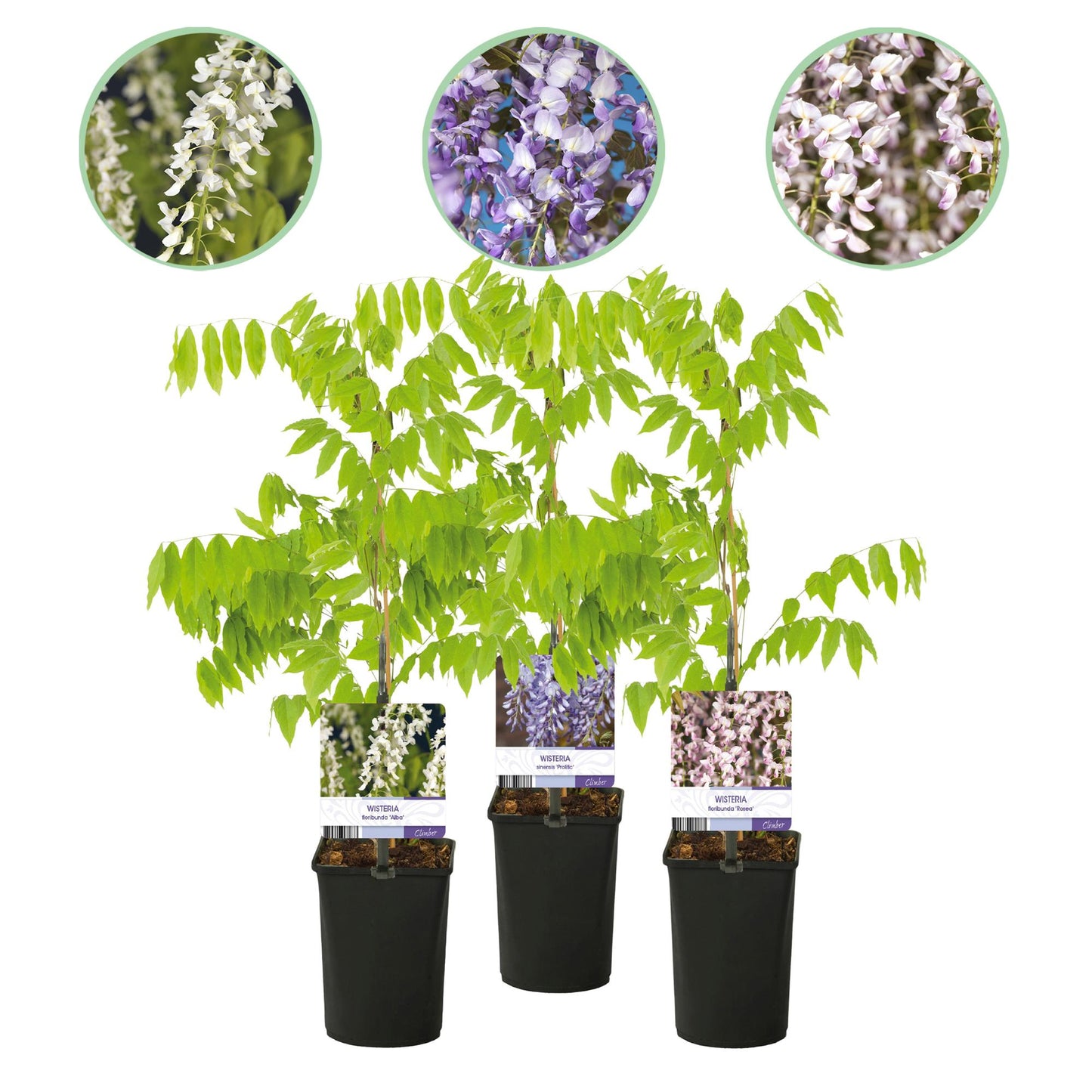 Wisteria floribunda 'Tricolour' - Blauwe Regen - Bloemen; blauw, roze & wit