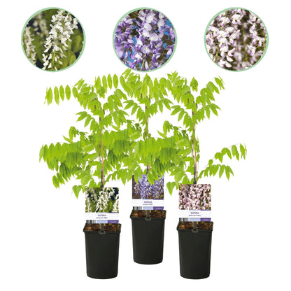 Wisteria floribunda 'Tricolour' - Blauwe Regen - Bloemen; blauw, roze & wit