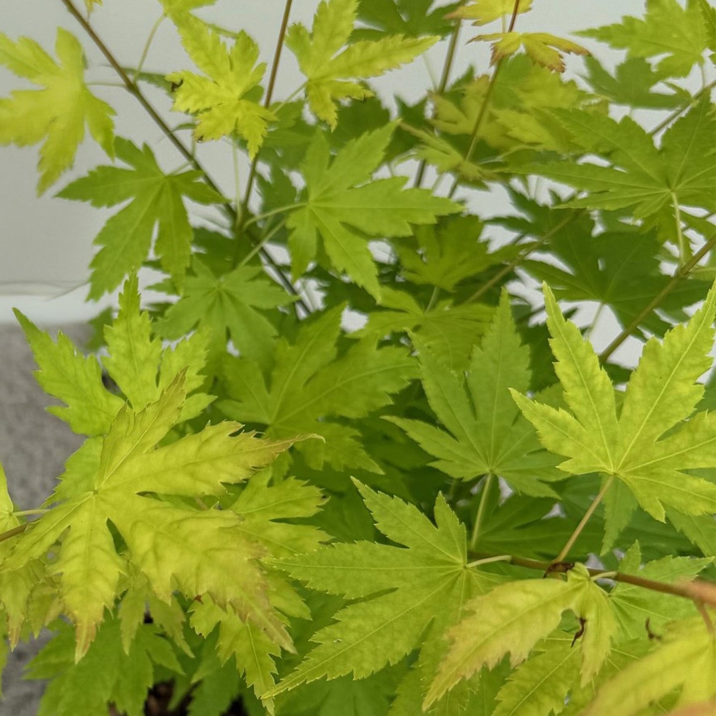 Acer palmatum 'Orange Dream' - Japanse Esdoorn - hoogte 35cm