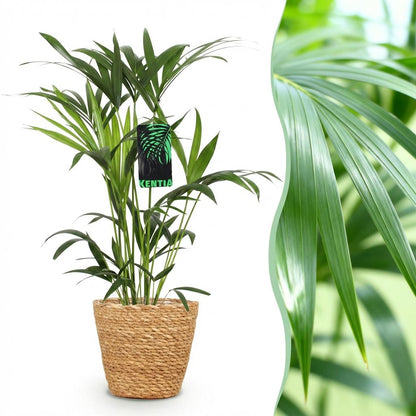 Howea Forsteriana - Kentia Palm - incl. mand - pot 19cm - hoogte 80-85cm
