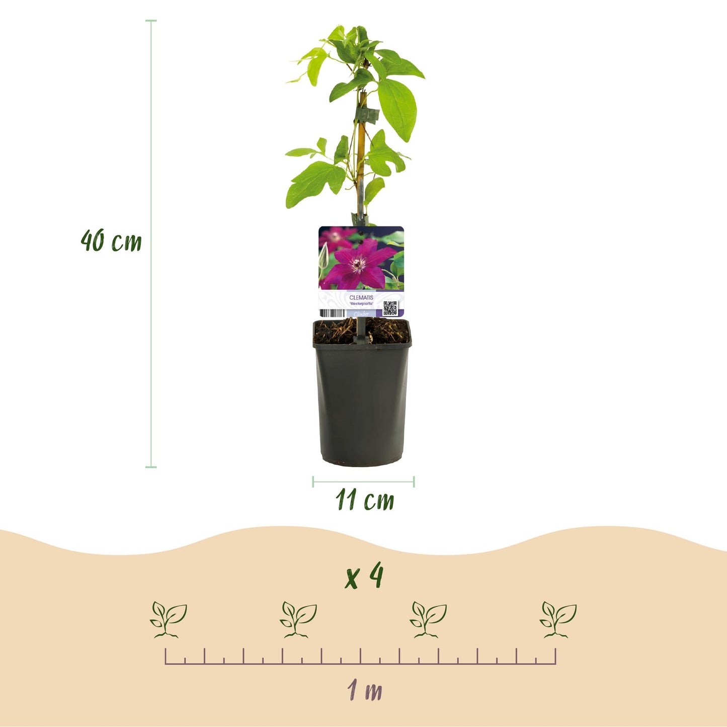 Clematis 'Westerplatte' - Clematis - 2 planten - Pot 11cm - Hoogte 40cm