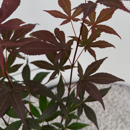 Acer palmatum 'Atropurpureum' - Japanse Esdoorn - hoogte 35cm