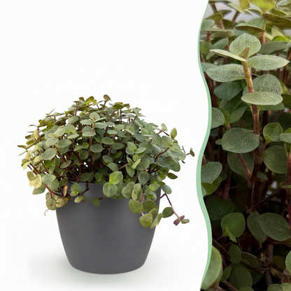 Calissia repens - Kattengras - incl. pot grijs - pot 12cm - hoogte 17-20cm
