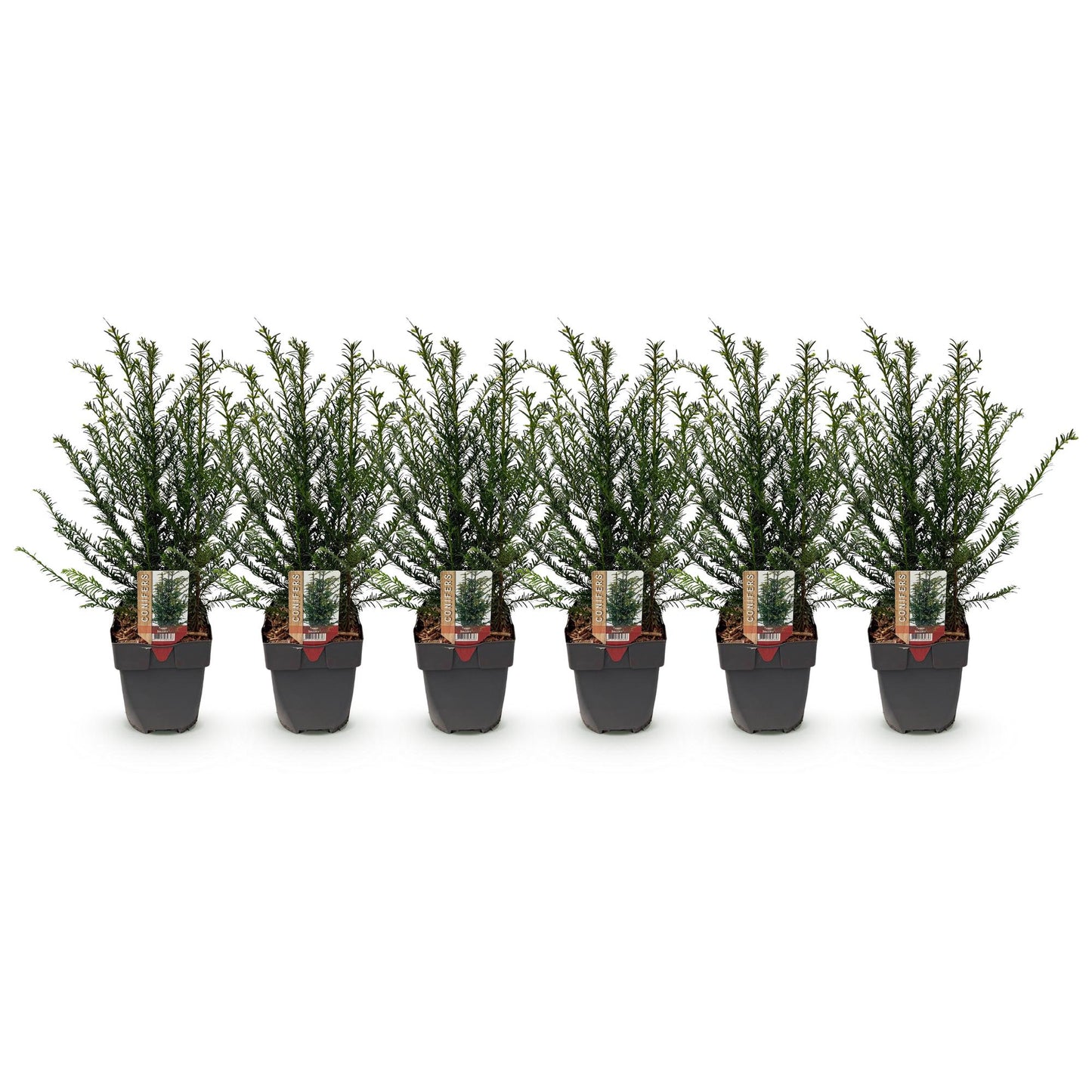 Taxus baccata - Venijnboom - hoogte 60cm
