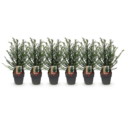 Taxus baccata - Venijnboom - hoogte 60cm