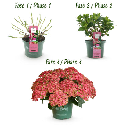 Hydrangea 'Magical Green Fire' - Rozegroene Hortensia - 6-10 bloemen - hoogte 50cm