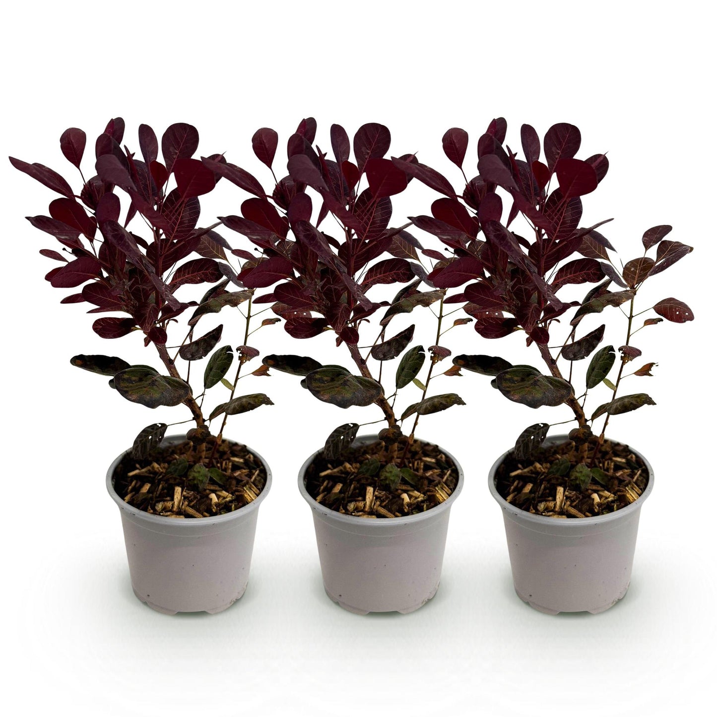 Green boutiQ - Tuinplant - Cotinus coggyria Lilla - Paars 3 Planten - Bladverliezend - Weinig Onderhoud - Pot 12cm Hoogte 35cm