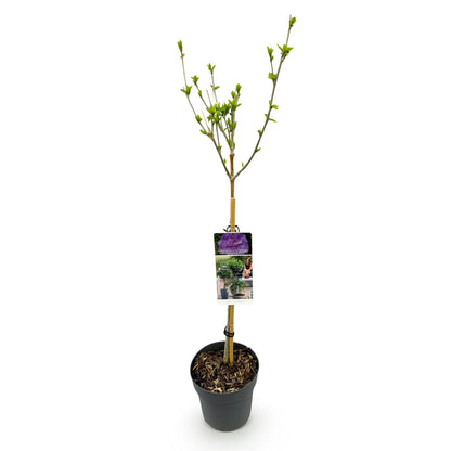 Hibiscus syriacus 'Lavendor Chiffon®' op stam - Altheastruik - hoogte 90cm