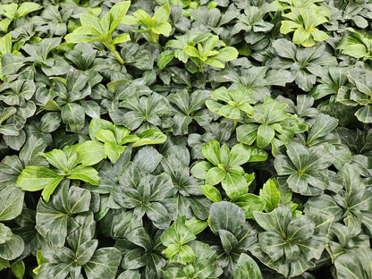 Pachysandra terminalis 'Green Sheen' - Schaduwkruid