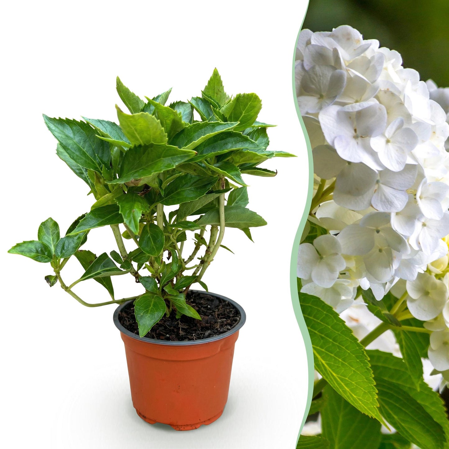 Hydrangea macrophylla 'White' - Bolhortensia - hoogte 20-30cm