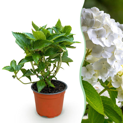 Hydrangea macrophylla 'White' - Bolhortensia - hoogte 20-30cm