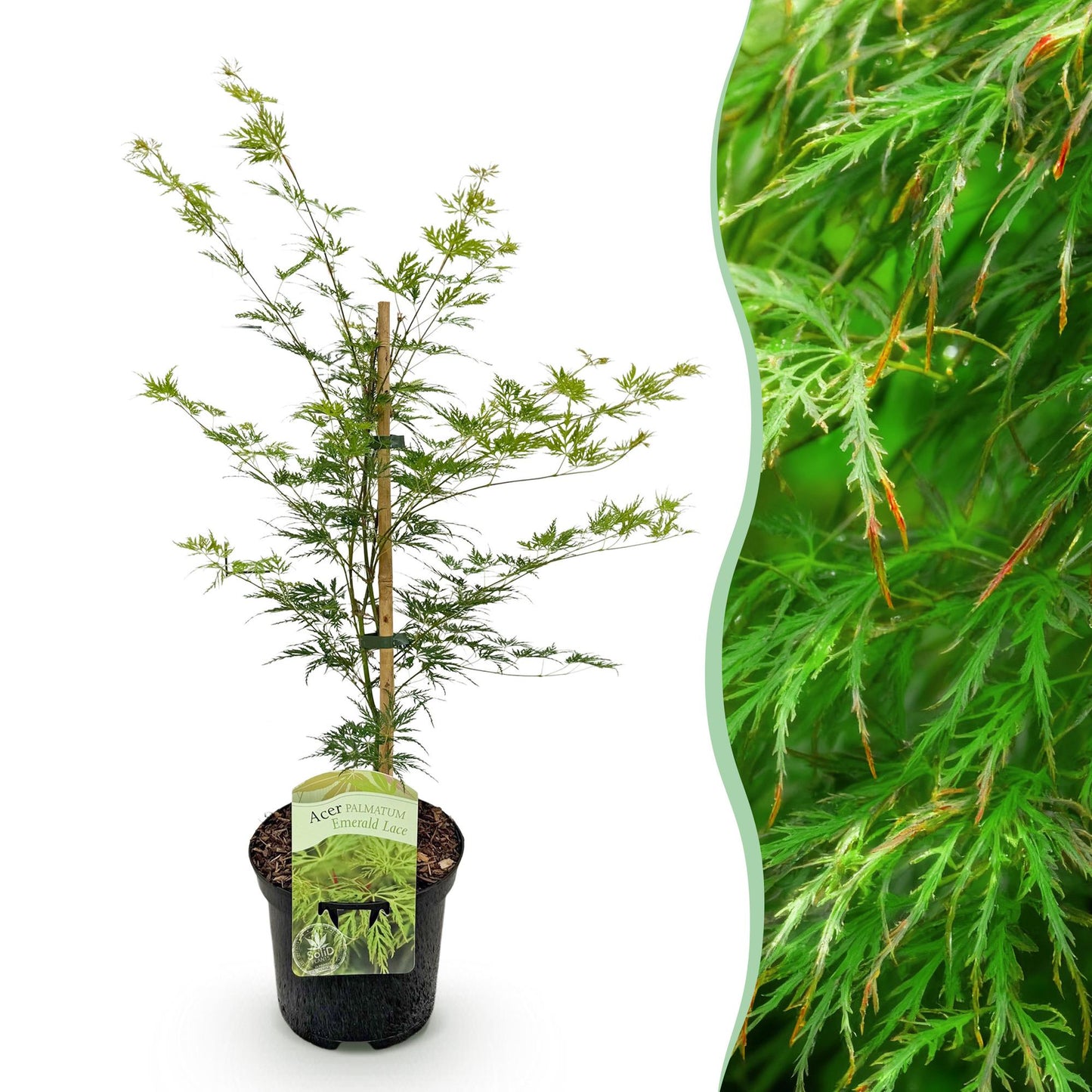 Acer palmatum 'Emerald Lace' - Japanse Esdoorn - hoogte 70cm