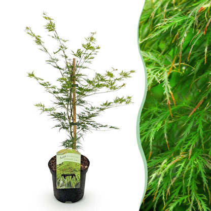 Acer palmatum 'Emerald Lace' - Japanse Esdoorn - hoogte 70cm