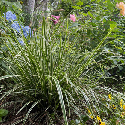 Green boutiQ - Siergrassen - Carex morrowii Ice Dance  - Wit & Groen - 4 Planten - Bladhoudend - Weinig Onderhoud - Pot 17cm Hoogte 50cm