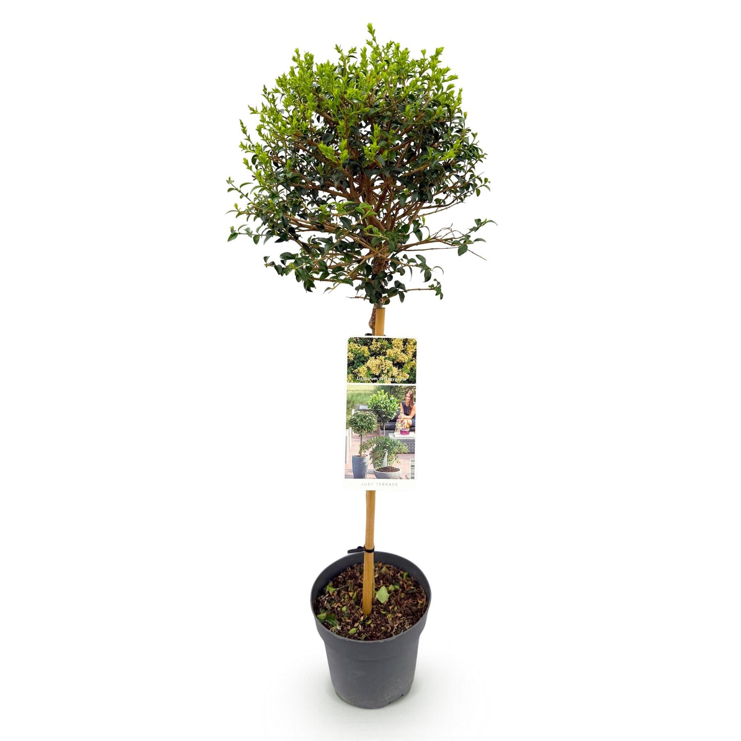 Ligustrum delavayanum op stam - Liguster - hoogte 90cm