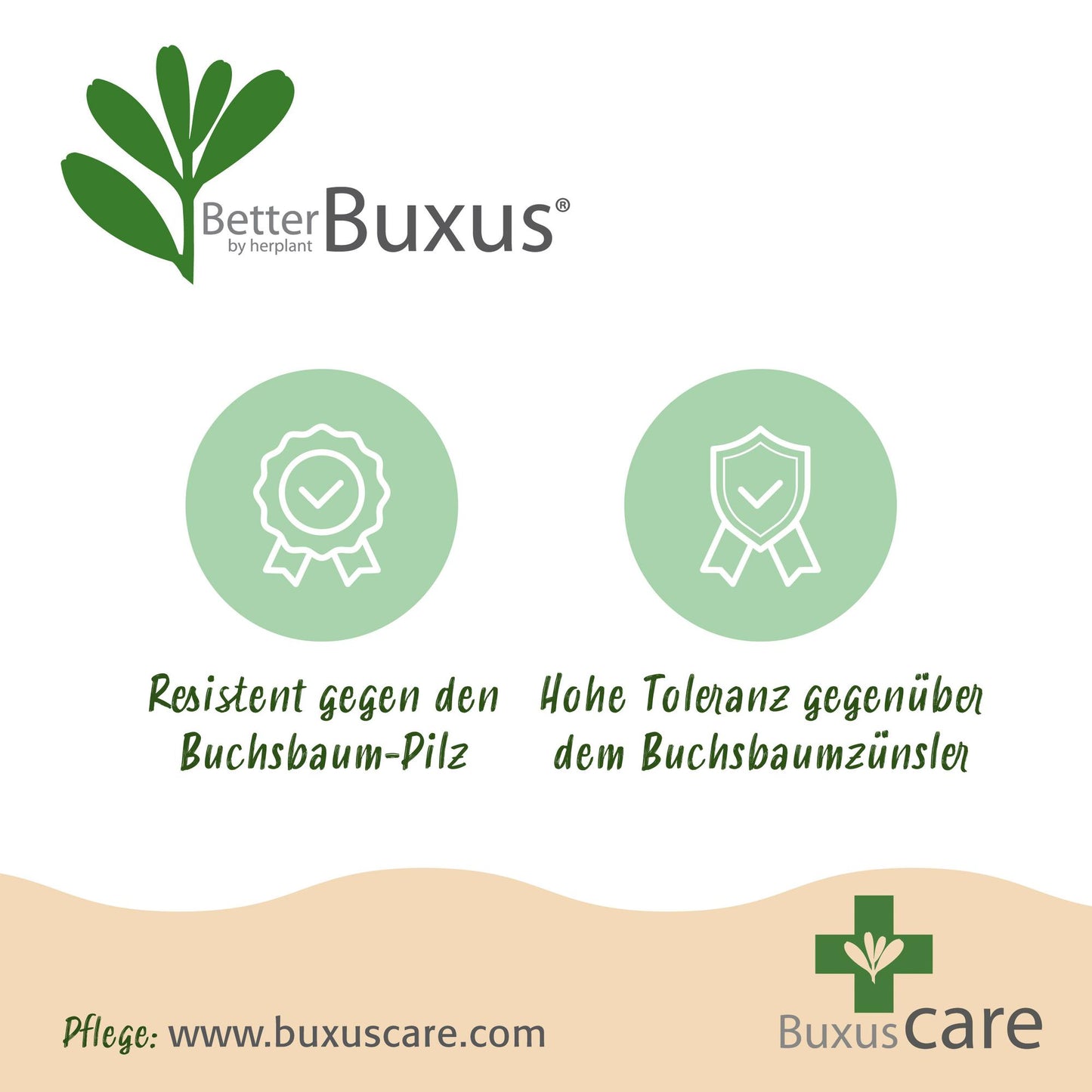 Buxus 'Skylight' - Resistant tegen Buxus Schimmel - 1 planten - pot 26cm bol 30cm