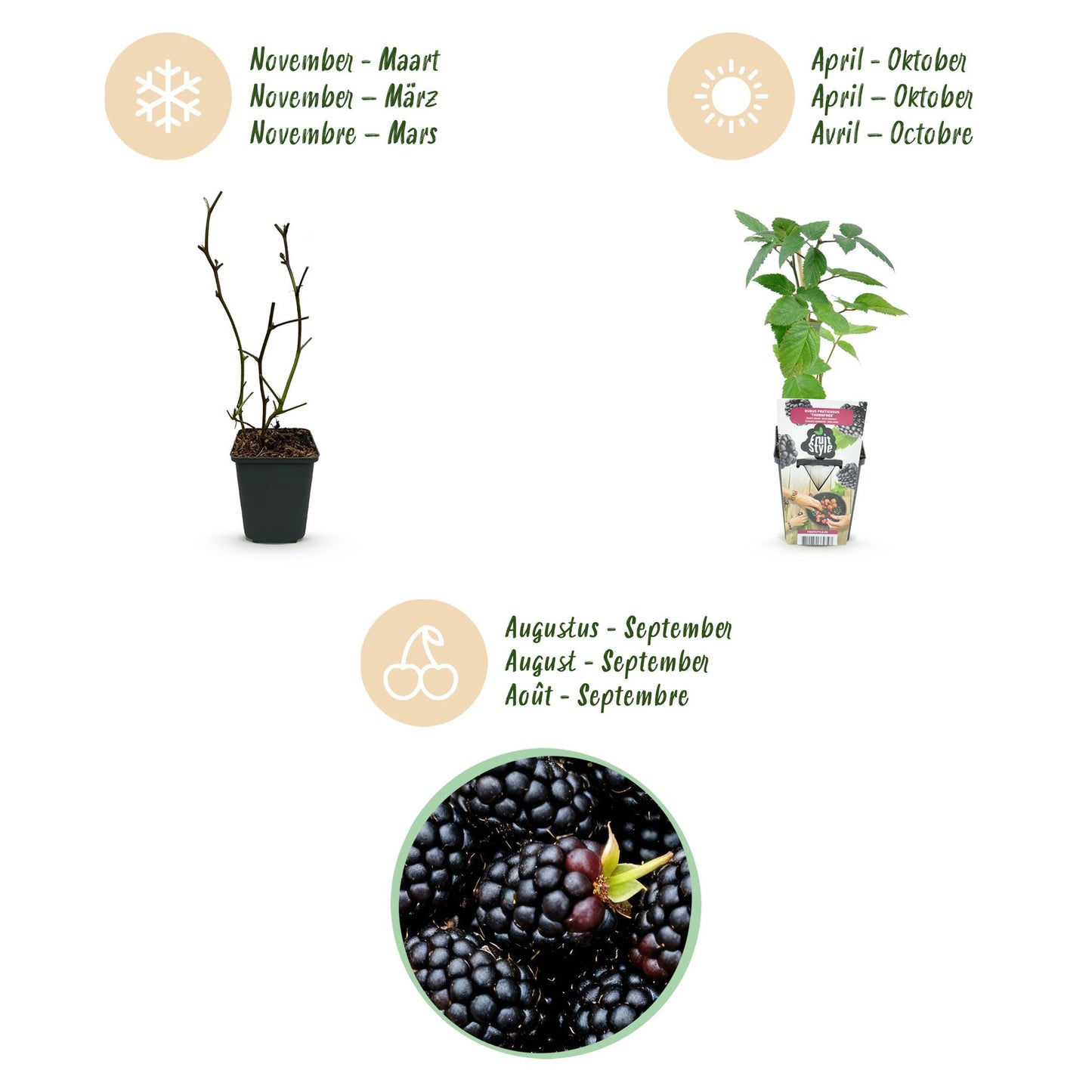 Rubus 'Thornfree' - Doornloze zwarte Braam - - -