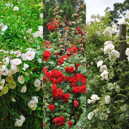 Klimrozenmix 'Tricolour' - Bloemen;  roze, wit & rood