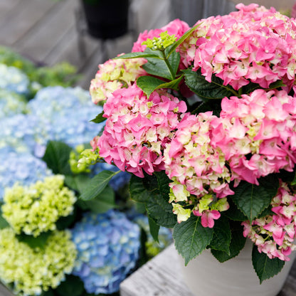 Hydrangea 'Forever & Ever Pink' - Roze Hortensia - 7-12 bloemen - hoogte 55cm