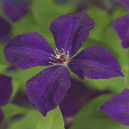Clematis viticella 'Polish Spirit' - Clematis - Pot 11cm - Hoogte 40cm
