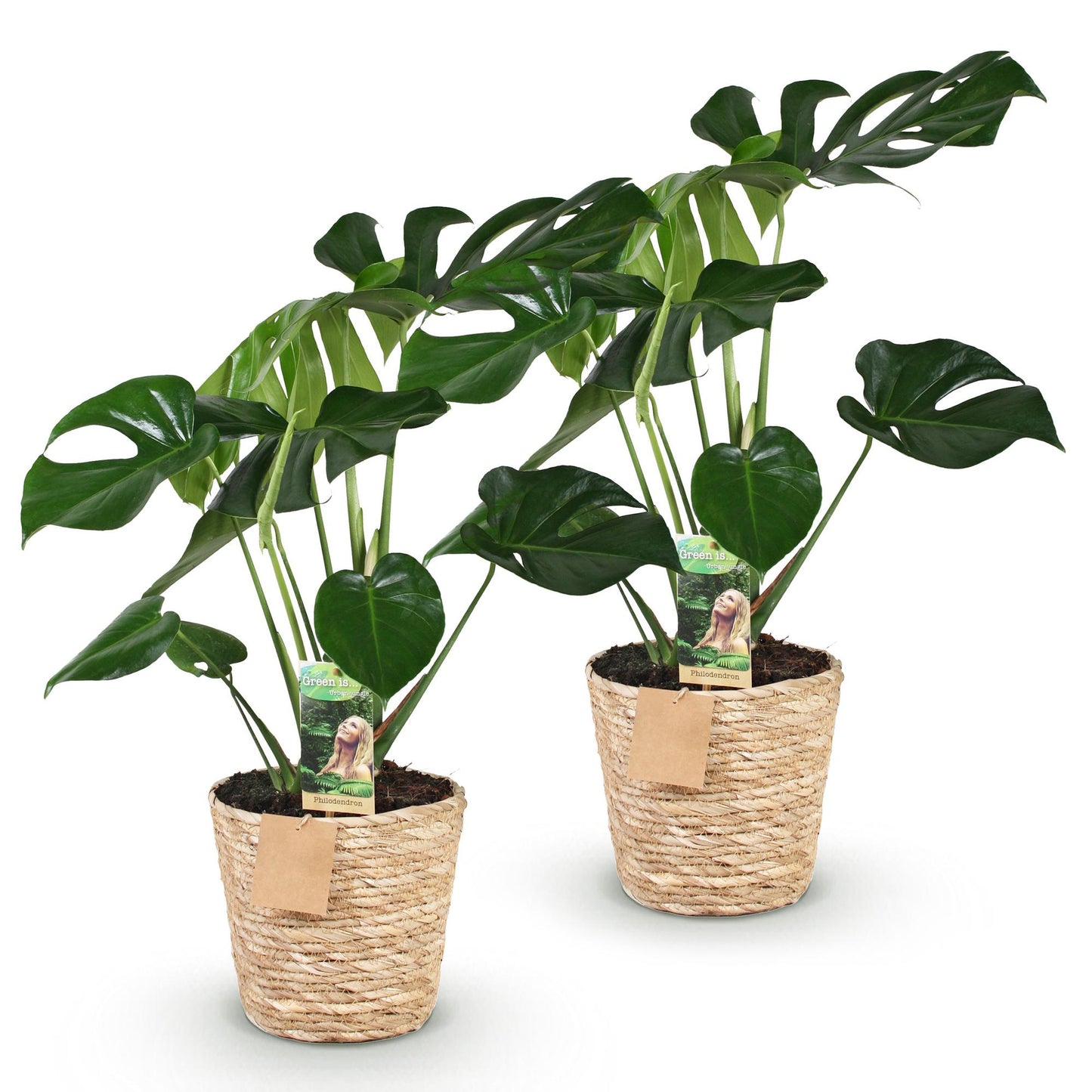 Green BoutiQ - Green is... Kamerplanten - Monstera Deliciosa - Gatenplant - Weinig onderhoud - met mand - Groen - 2 Planten - Pot 17cm - Hoogte 50-55cm