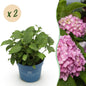 Green boutiQ - Tuinplant - Hydrangea Endles Summer The Original Pink - Hortensia - Winterhard - Roze - 2 Planten - Pot 14cm - Hoogte 20-25cm