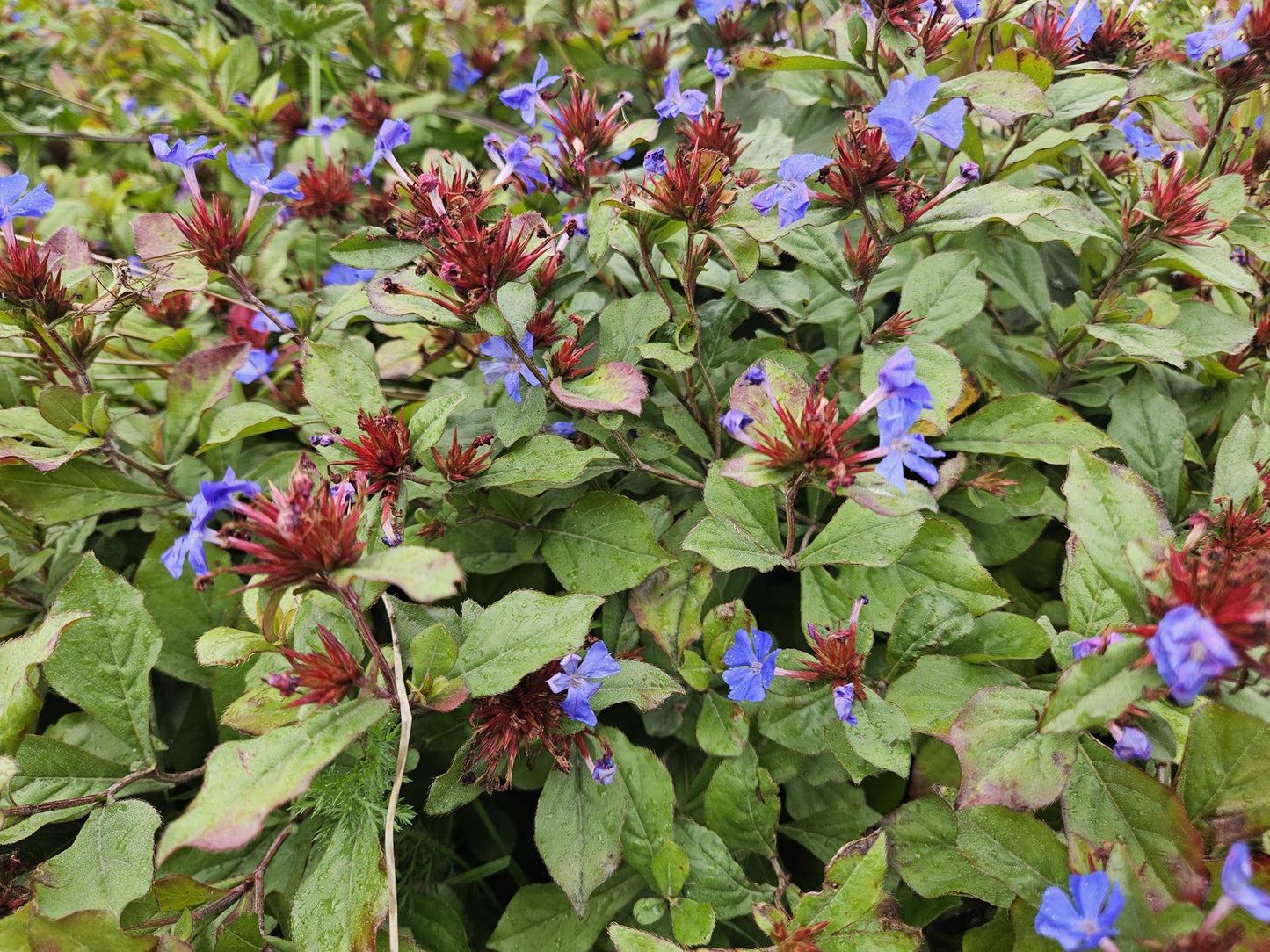 Ceratostigma plumbaginoides - Loodkruid