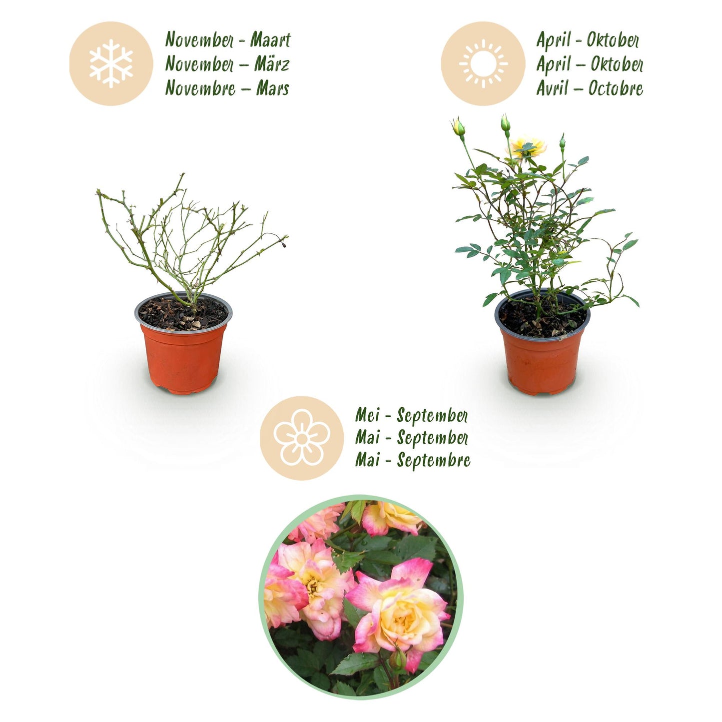 Rosa 'Tricolor Fairy' - Roos - hoogte 20-25cm