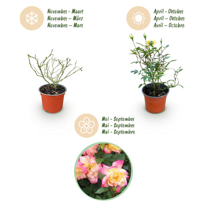 Rosa 'Tricolor Fairy' - Roos - hoogte 20-25cm