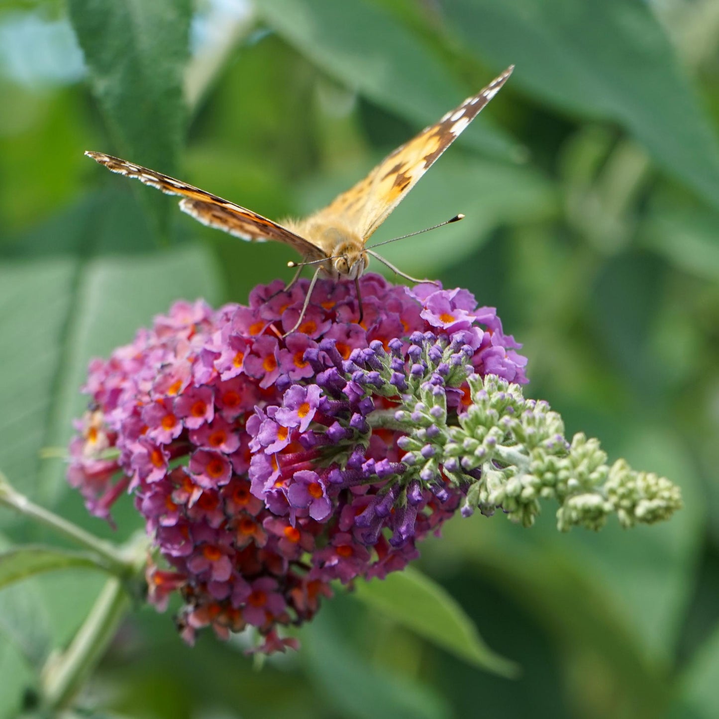 Buddleja davidii 'Flower Power' - Vlinderstruik - hoogte 30cm