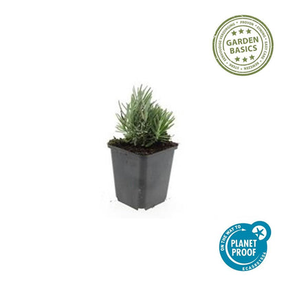 Lavandula angustifolia 'Dwarf Blue' - Lavendel