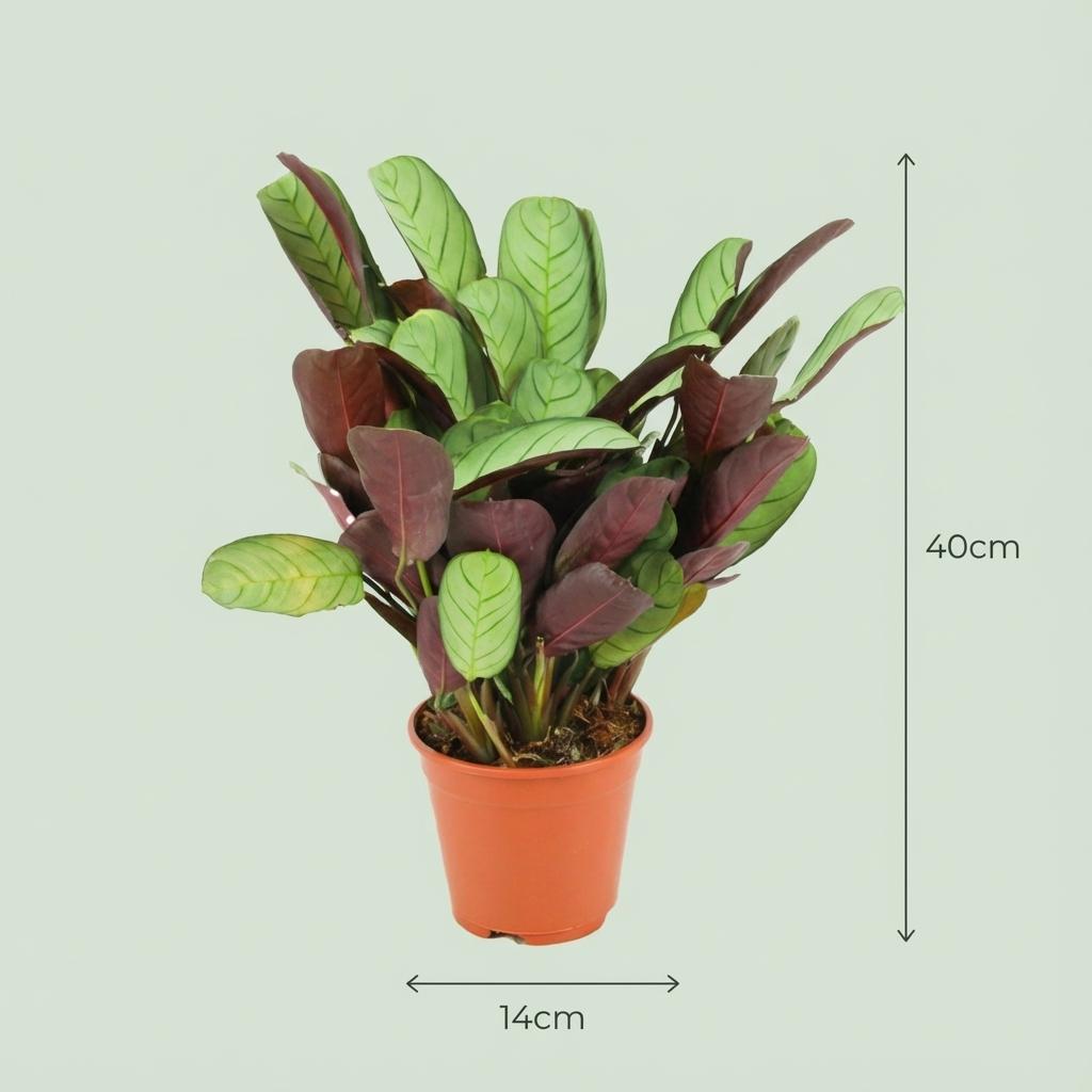 Ctenanthe Amagris - 2 Stuks - Ø 14 cm - Hoogte: 25 - 35 cm