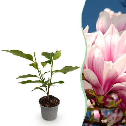 Magnolia soulangeana - Magnolia - hoogte 30cm