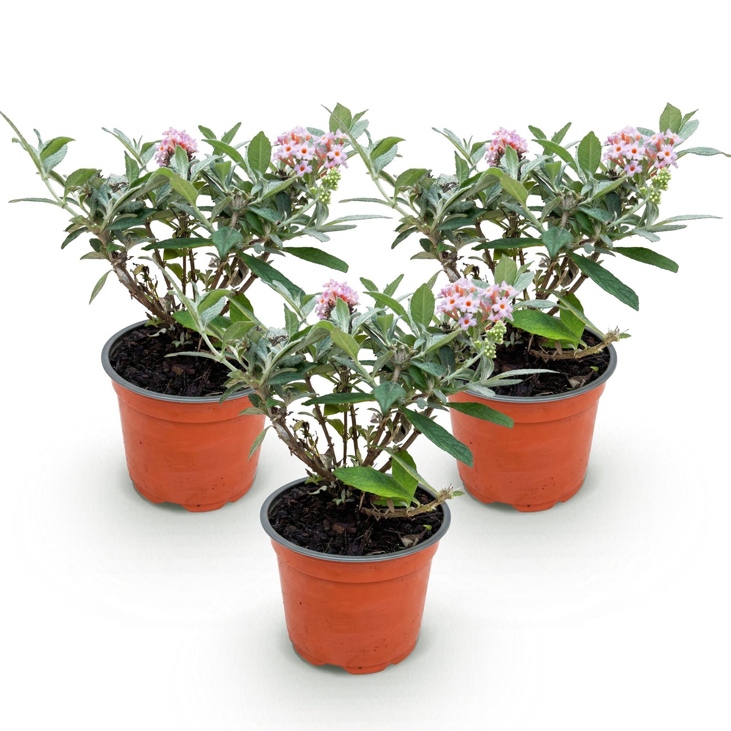 Green boutiQ - Tuinplant - Buddleja davidii Butterfly Candy Little Pink - Vlinderstruik - Compact - Roze - 3 Planten - Pot 12cm - Hoogte 20-25cm