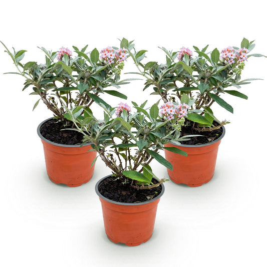 Green boutiQ - Tuinplant - Buddleja davidii Butterfly Candy Little Pink - Vlinderstruik - Compact - Roze - 3 Planten - Pot 12cm - Hoogte 20-25cm
