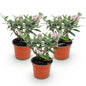 Green boutiQ - Tuinplant - Buddleja davidii Butterfly Candy Little Pink - Vlinderstruik - Compact - Roze - 3 Planten - Pot 12cm - Hoogte 20-25cm