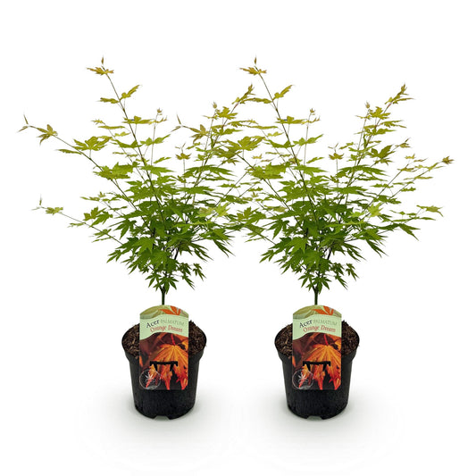Green boutiQ - Terrasplant - Japanse Esdoorn - Acer palmatum Orange Dream - Oranje - 2 Planten - Bladverliezend - Pot 19cm Hoogte 70cm